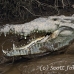 crocodile_american_tar_h_1543_cos2546.jpg